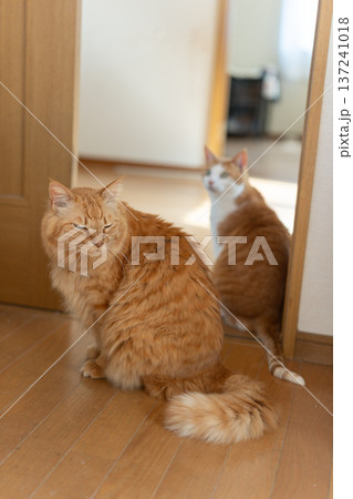 座って見つめる二匹の猫 座って見つめる二匹の猫 137241018
