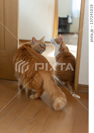 座って見つめる二匹の猫 137241019