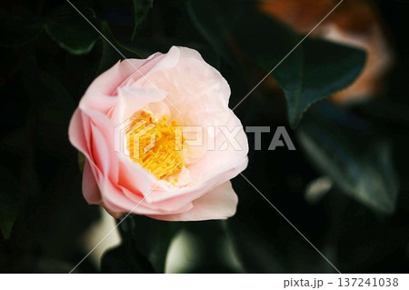 椿 薄桃色で蓮華咲きの花 椿 薄桃色で蓮華咲きの花 137241038