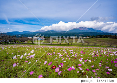 霧島連山とコスモス畑の風景 霧島連山とコスモス畑の風景 137241186
