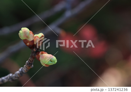 次第に大きくなる河津桜の芽 次第に大きくなる河津桜の芽 137241236