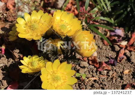 クローズアップ撮影した福寿草の花 クローズアップ撮影した福寿草の花 137241237
