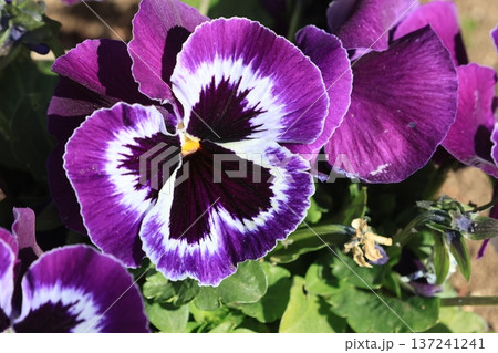 クローズアップ撮影した紫色のパンジーの花 137241241