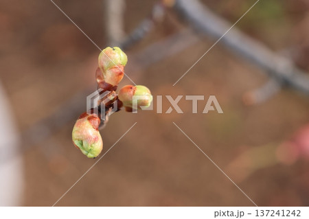 次第に大きくなる河津桜の芽 次第に大きくなる河津桜の芽 137241242
