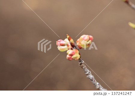 次第に大きくなる河津桜の芽 137241247