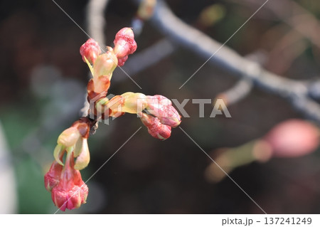 次第に大きくなる河津桜の芽 137241249