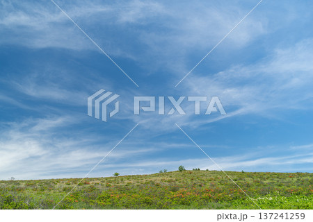 爽やかな高原　霧ヶ峰高原 137241259