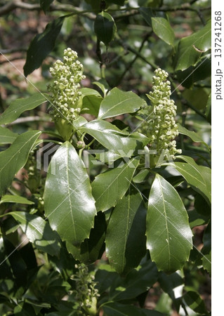 アオキ(学名:Aucuba japonica)の蕾と光沢のある葉 春の雑木林 アオキ(学名:Aucuba japonica)の蕾と光沢のある葉 春の雑木林 137241268