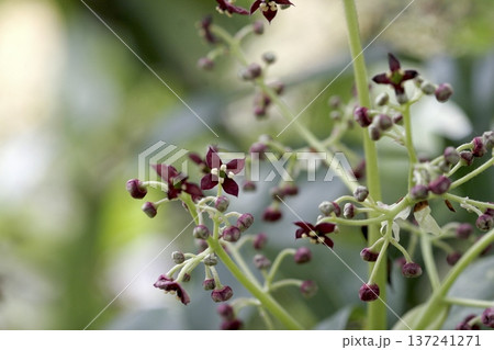 アオキ(学名:Aucuba japonica)の雄花 春に咲く小さな紫色の花 アオキ(学名:Aucuba japonica)の雄花 春に咲く小さな紫色の花 137241271