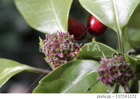アオキ(学名:Aucuba japonica)の雌花と赤い果実 アオキ(学名:Aucuba japonica)の雌花と赤い果実 137241272