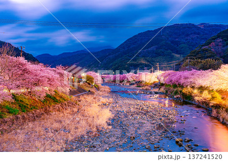 河津桜　夜桜ライトアップ 137241520
