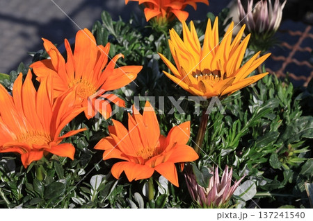 オレンジ色のガザニアの花 オレンジ色のガザニアの花 137241540