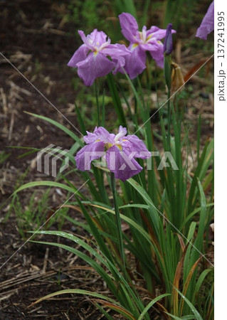 花菖蒲 新平和 6 137241995