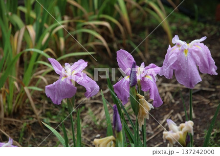 花菖蒲 新平和 11 花菖蒲 新平和 11 137242000