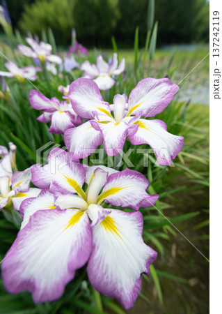 花菖蒲 花菖蒲 137242119
