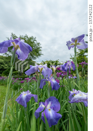 花菖蒲 花菖蒲 137242122