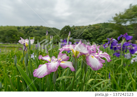花菖蒲 花菖蒲 137242123