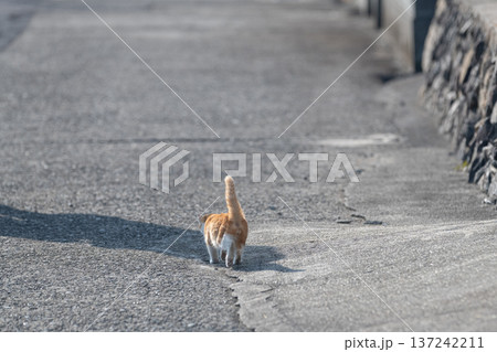 歩いている子猫の後ろ姿 歩いている子猫の後ろ姿 137242211