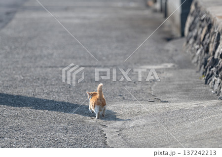 歩いている子猫の後ろ姿 137242213