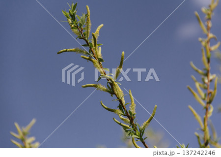 Young spring leaf on a branch. A green leaf, a new shoot on a bush or tree against a blue sky in a garden or city. Nature's awakening 137242246