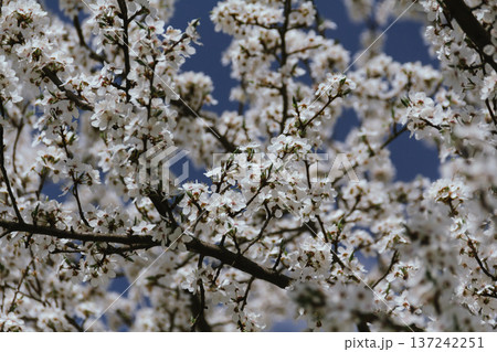 Spring concept. Cherry blossoms on blurred background. Fragrant white flowers on fruit trees against a blue sky in a garden or city. Awakening nature. Spring concept. Cherry blossoms on blurred background. Fragrant white flowers on fruit trees against a blue sky in a garden or city. Awakening nature. 137242251