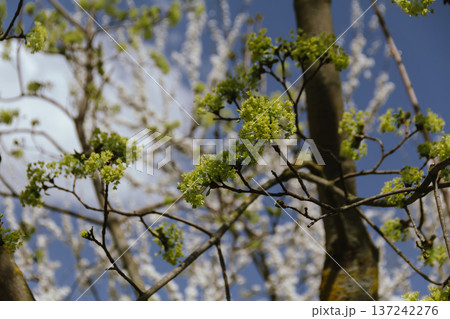 natural spring green background, texture. A green leaf, a new shoot on a maple tree against a blue sky in a garden or city. The awakening and blossoming of nature. 137242276