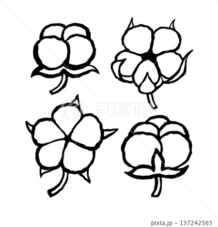 Cotton bolls on stems set. Ink black hand drawn line illustration on white background 137242565