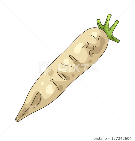 Illustration of white radish  137242604