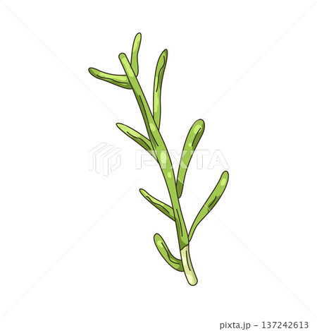 Illustration of rosemary 137242613