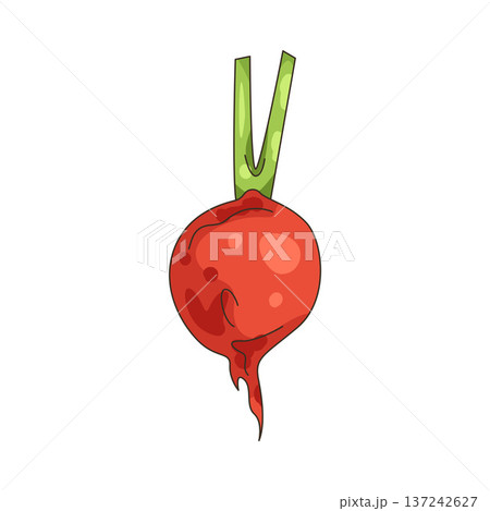 Illustration of beetroot  137242627