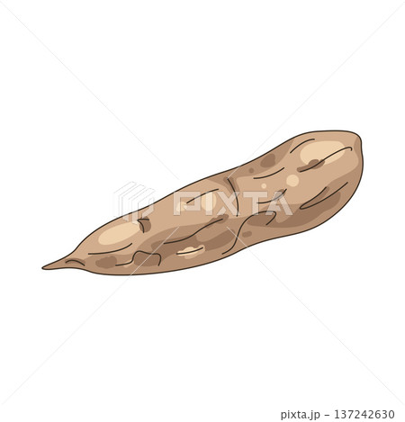 Illustration of Cassava Illustration of Cassava 137242630