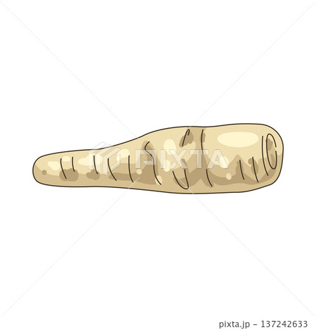 Illustration of Parsnip  137242633