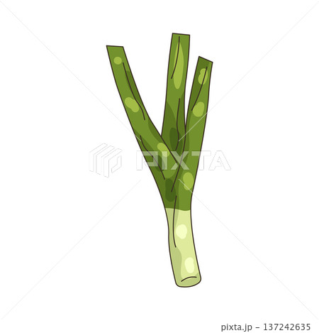 Illustration of Leek Illustration of Leek 137242635