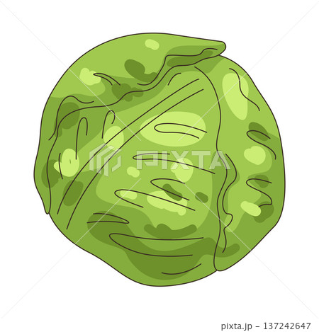 Illustration of cabbage 137242647