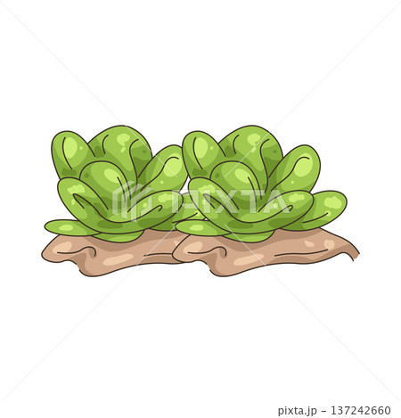 Illustration of Cabbage 137242660