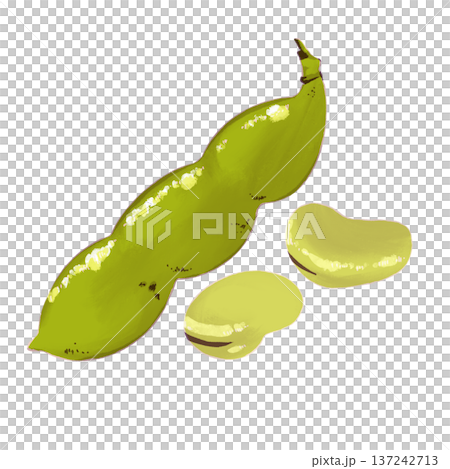Broad beans illustration Broad beans illustration 137242713