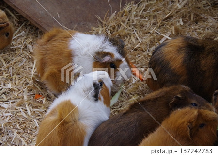 モルモット 137242783