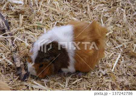 モルモット 137242786