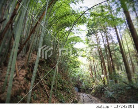 竹林の中の廃線跡 137242801