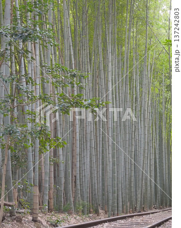 竹林の中の廃線跡 137242803