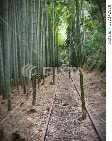 竹林の中の廃線後 137242818