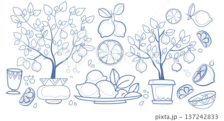 Lemon branches with citrus fruit slices and leaves Lemon branches with citrus fruit slices and leaves 137242833