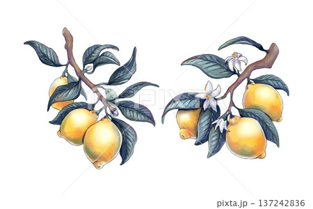 Vintage lemon branches set with fruit and flowers 137242836