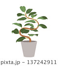 ゴムの木（フィカス）のイラスト 137242911