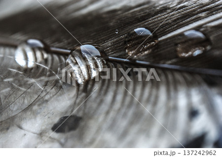 water drops in a row on the gray pheasant feather closeup macro water drops in a row on the gray pheasant feather closeup macro 137242962