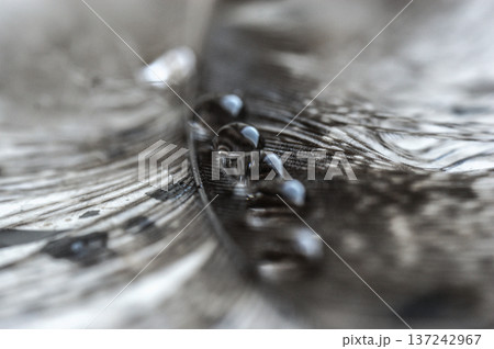 water drops in a row on the gray pheasant feather closeup macro water drops in a row on the gray pheasant feather closeup macro 137242967