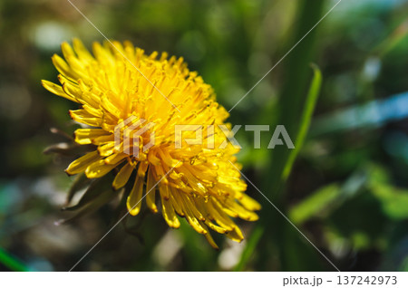 yellow flower common dandelion on the meadow close-up of green leaves developed 137242973