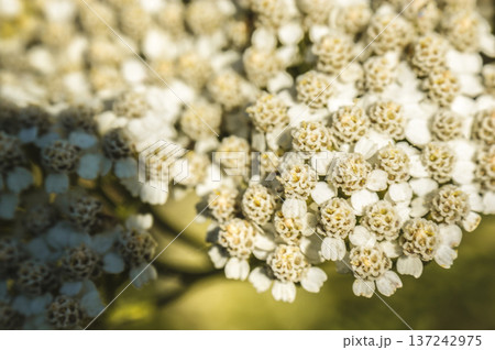 achillea white flower on the meadow close-up of green leaves developed achillea white flower on the meadow close-up of green leaves developed 137242975