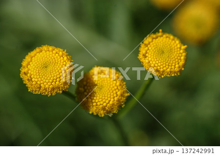 tansy yellow flower on the meadow close-up of green leaves developed tansy yellow flower on the meadow close-up of green leaves developed 137242991