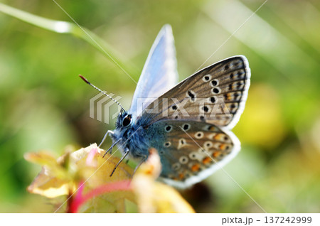 scarce large blue butterfly insect colorful wings 137242999